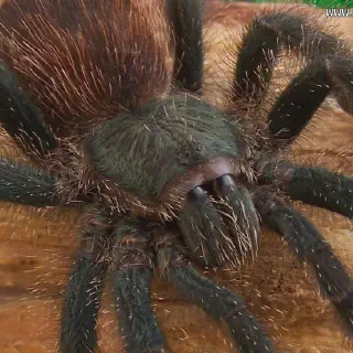 /img/18969-madeira-tarantula-feeding.webp