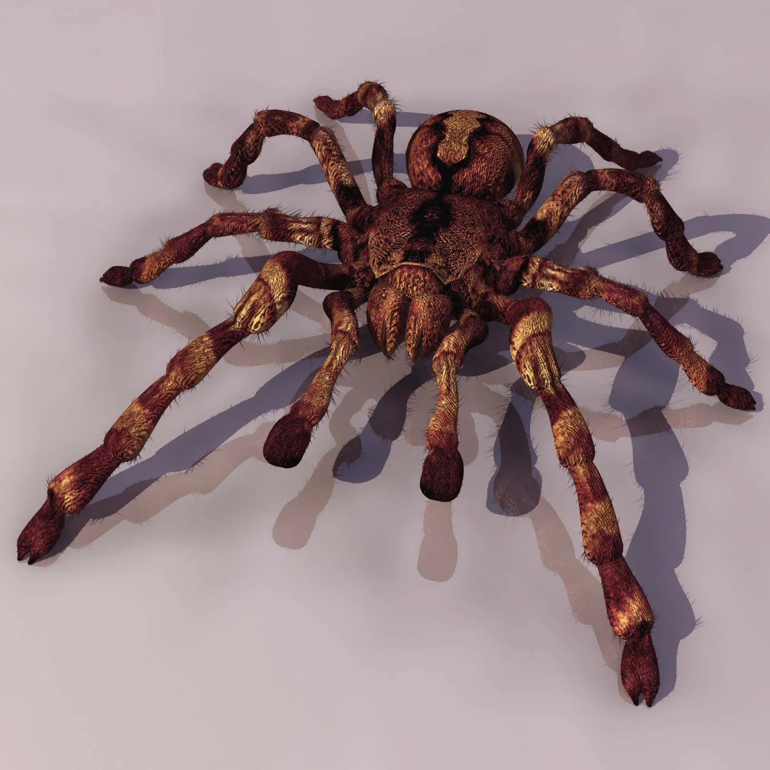 18969 madeira tarantula habitat