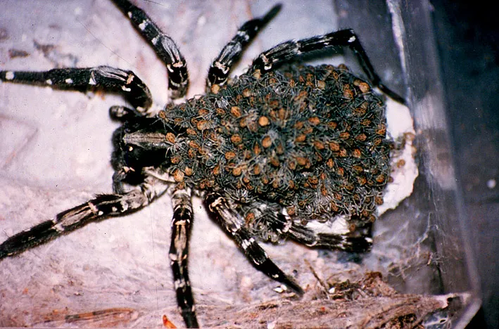 18969 madeira tarantula overview