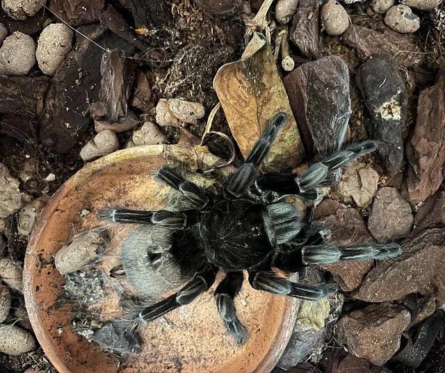 18969 madeira tarantula venom