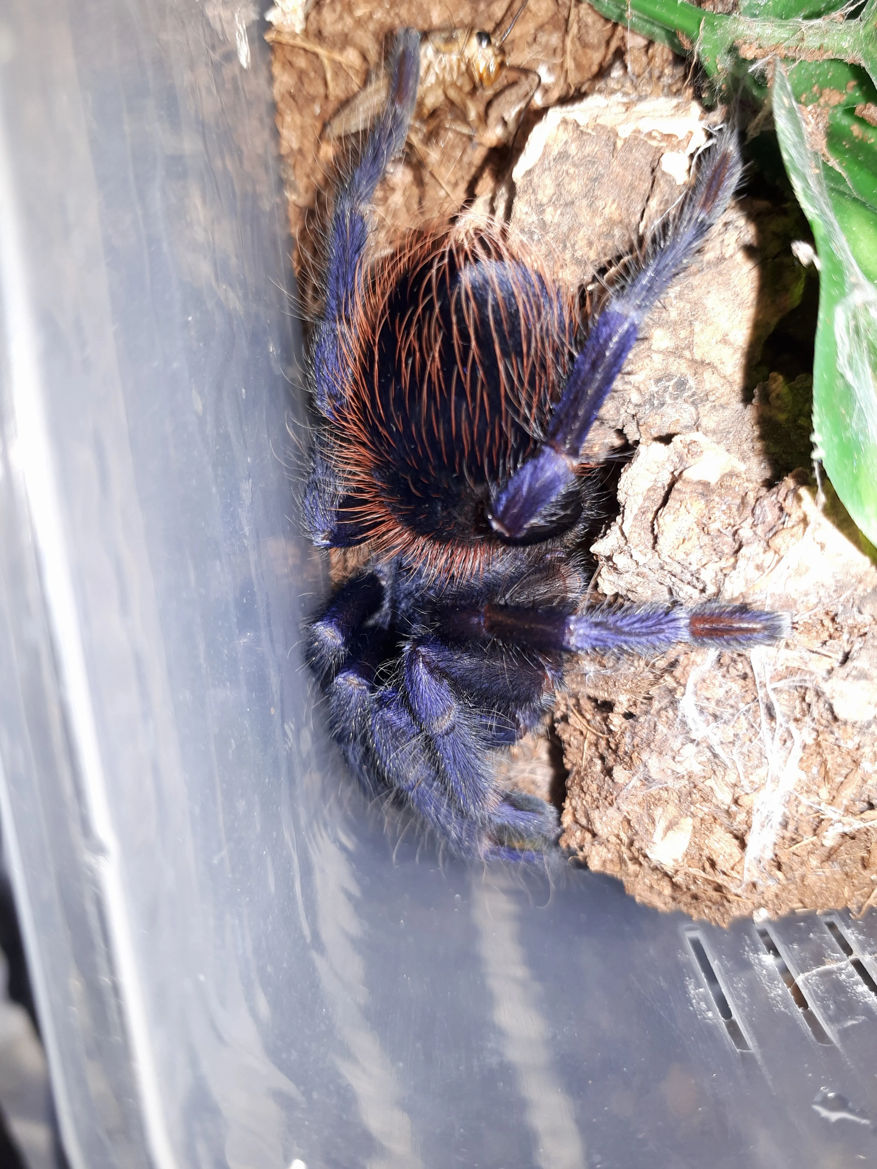 18971 brazilian blue tarantula closeup