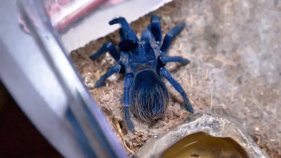 /img/18971-brazilian-blue-tarantula-enclosure.webp