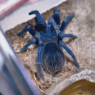 /img/18971-brazilian-blue-tarantula-enclosure.webp