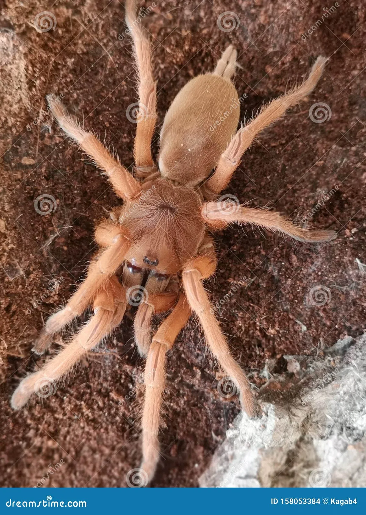 18971 brazilian blue tarantula handling
