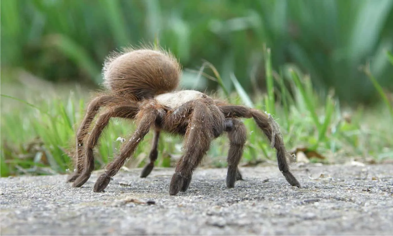 18975 tarantula close up