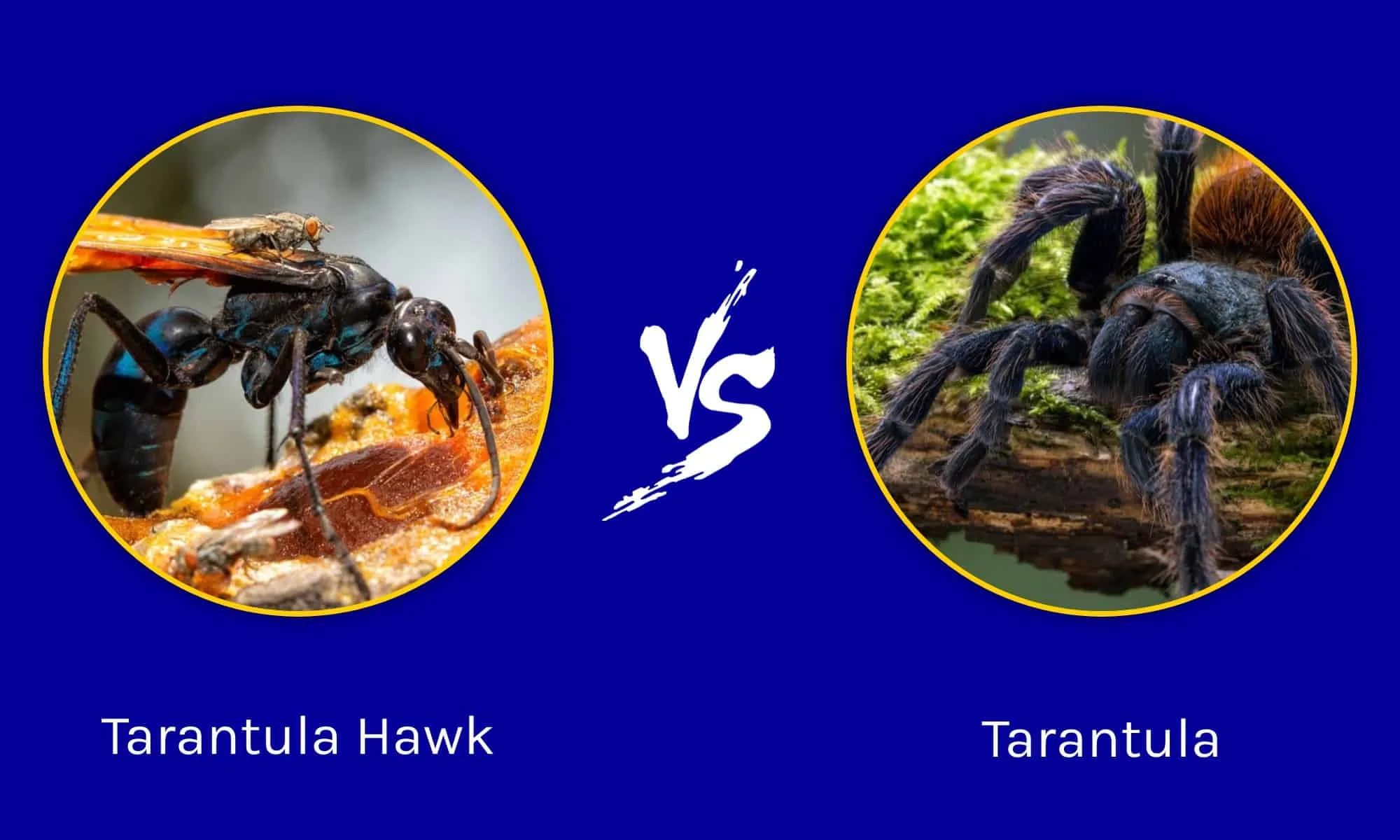 18975 tarantula defense