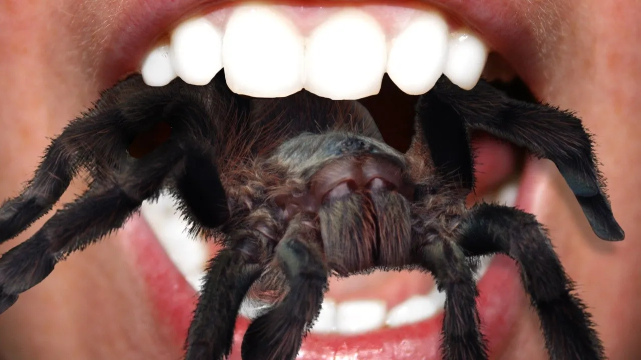 18977 tarantula drinking water