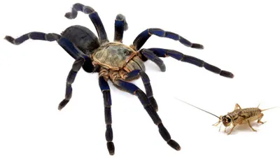 18977 tarantula eating