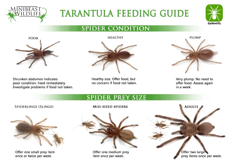 /img/18977-tarantula-molting.webp