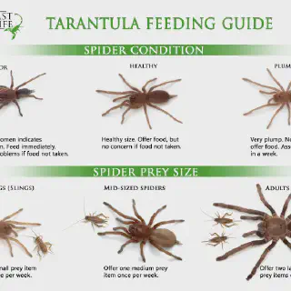 /img/18977-tarantula-molting.webp