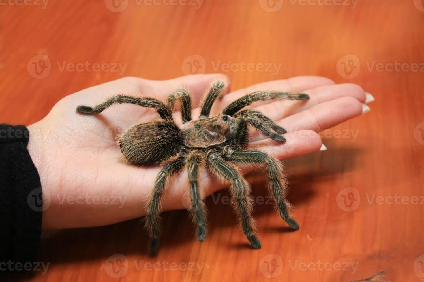 18980 chilean rose tarantula