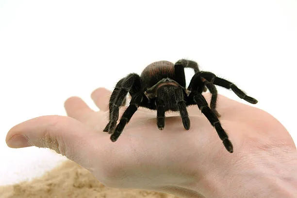 18980 mexican red knee tarantula