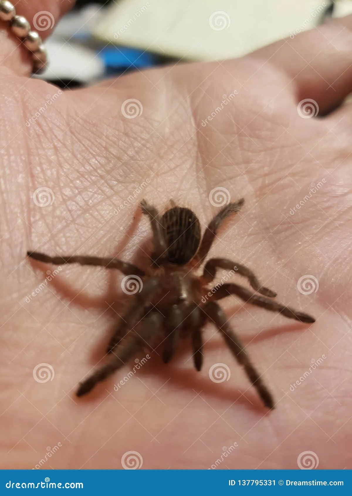 18980 pink zebra beauty tarantula