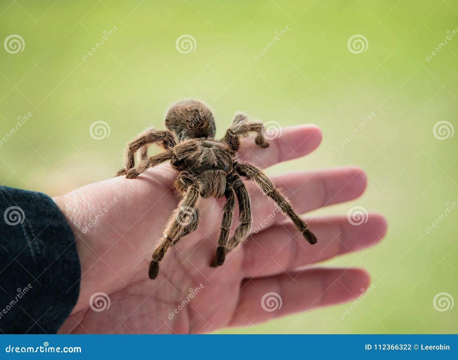 18980 tarantula enclosure