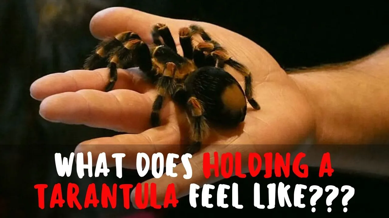 18980 tarantula handling