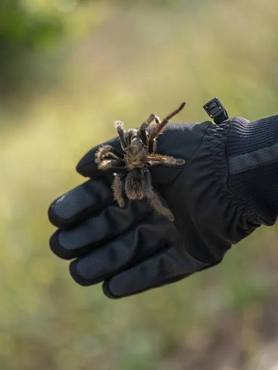 /img/18980-tarantula-health-check.webp
