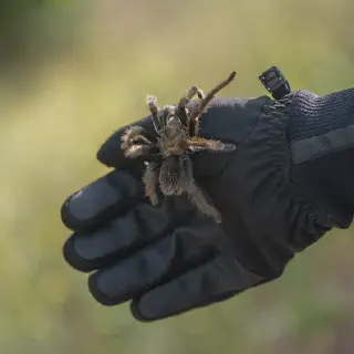 /img/18980-tarantula-health-check.webp