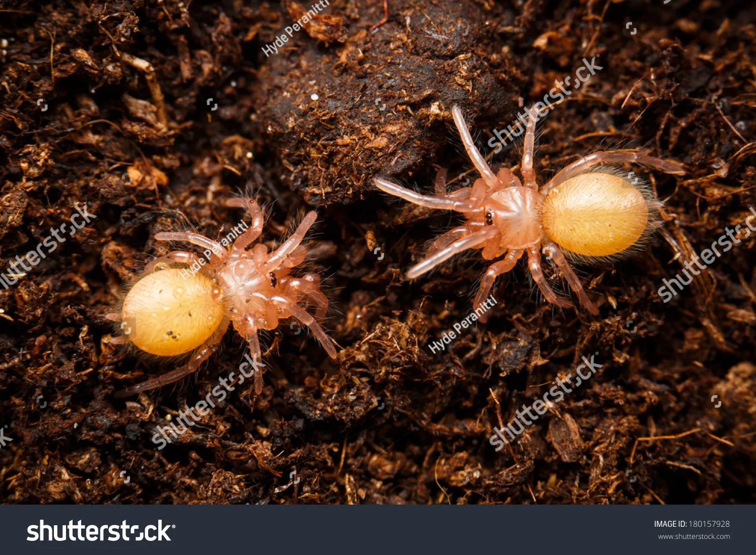 18981 baby tarantula feeding