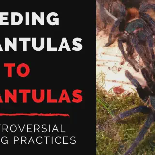 /img/18981-tarantula-habitat.webp