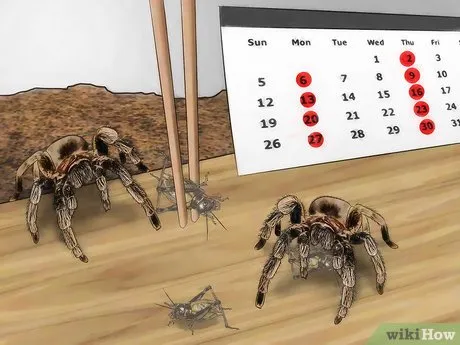 18984 crickets for tarantulas
