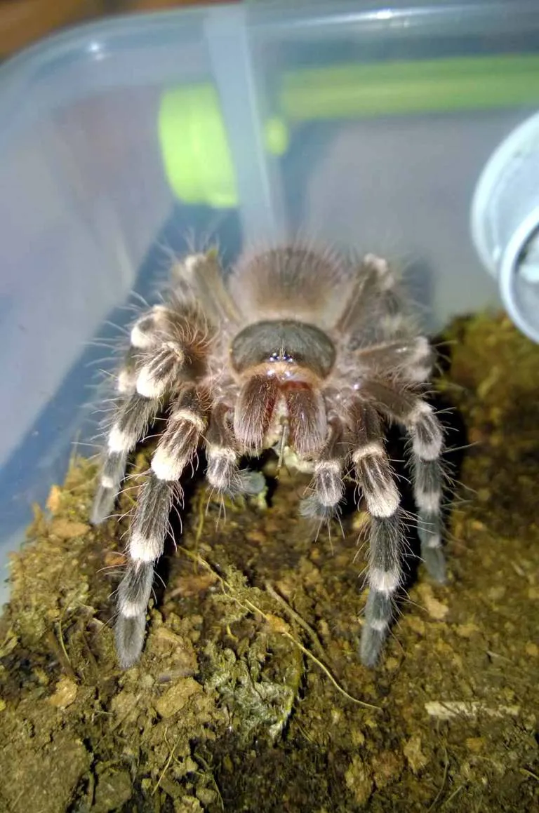 18984 tarantula drinking water