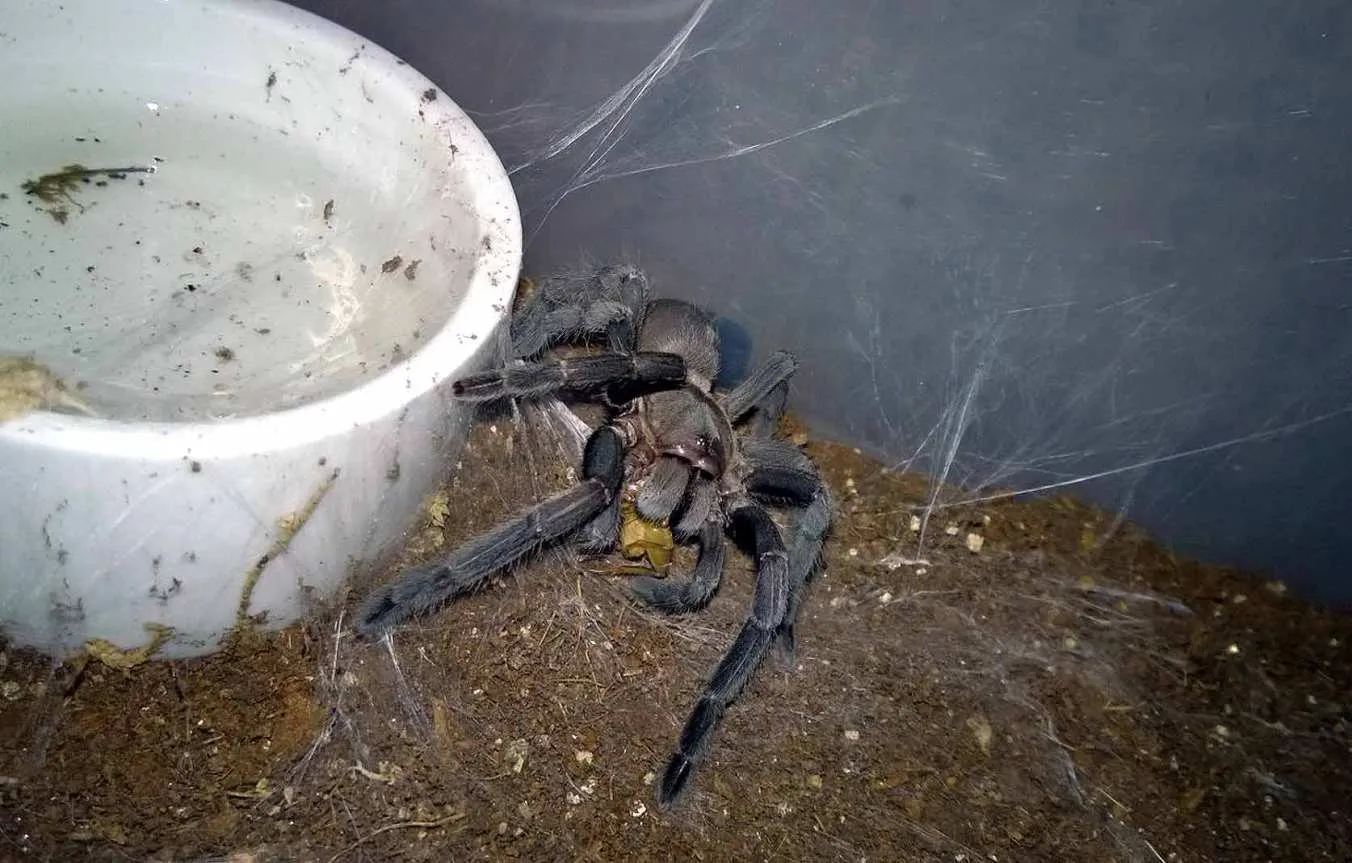 18984 tarantula eating prey