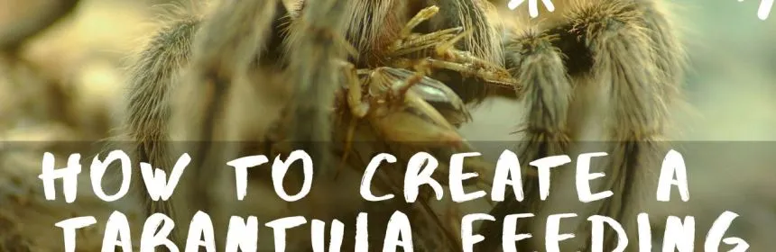 18984 tarantula feeding guide