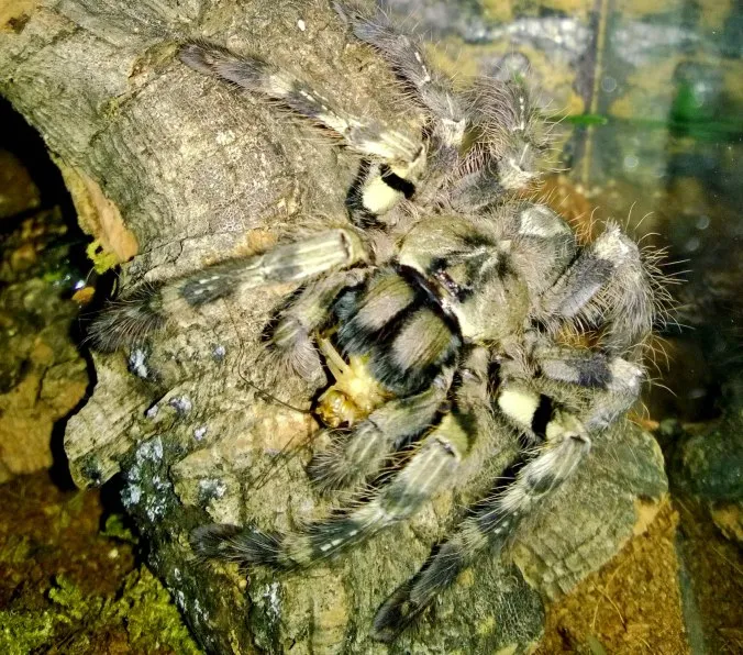 /img/18984-tarantula-substrate.webp
