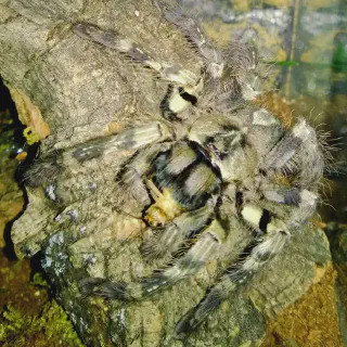 /img/18984-tarantula-substrate.webp