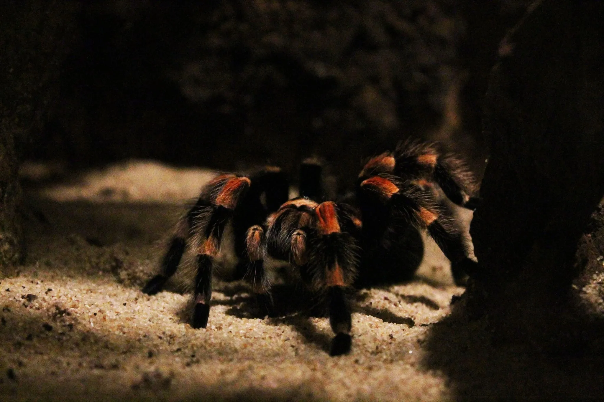 18985 rose hair tarantula enclosure