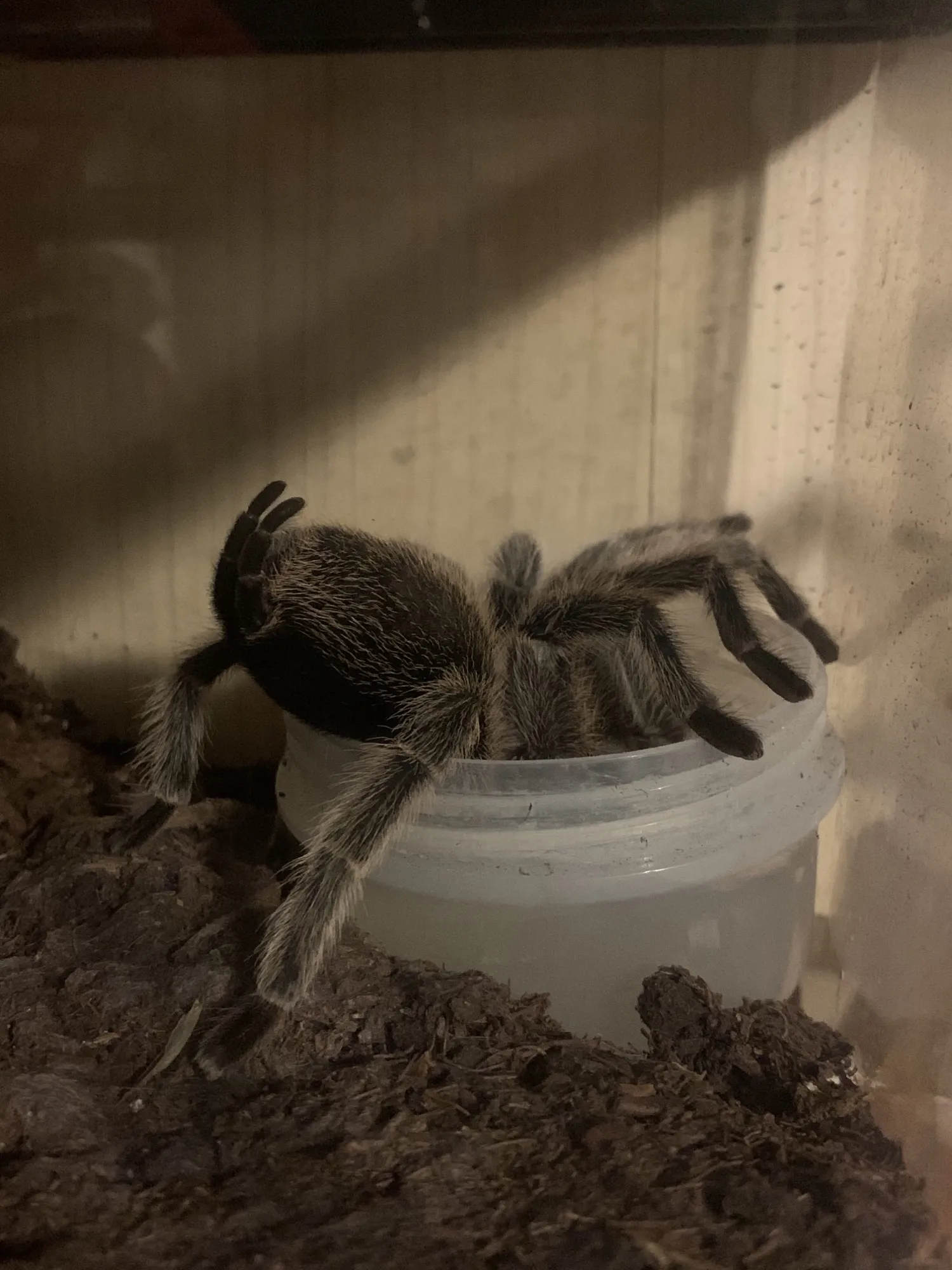 18985 rose hair tarantula handling