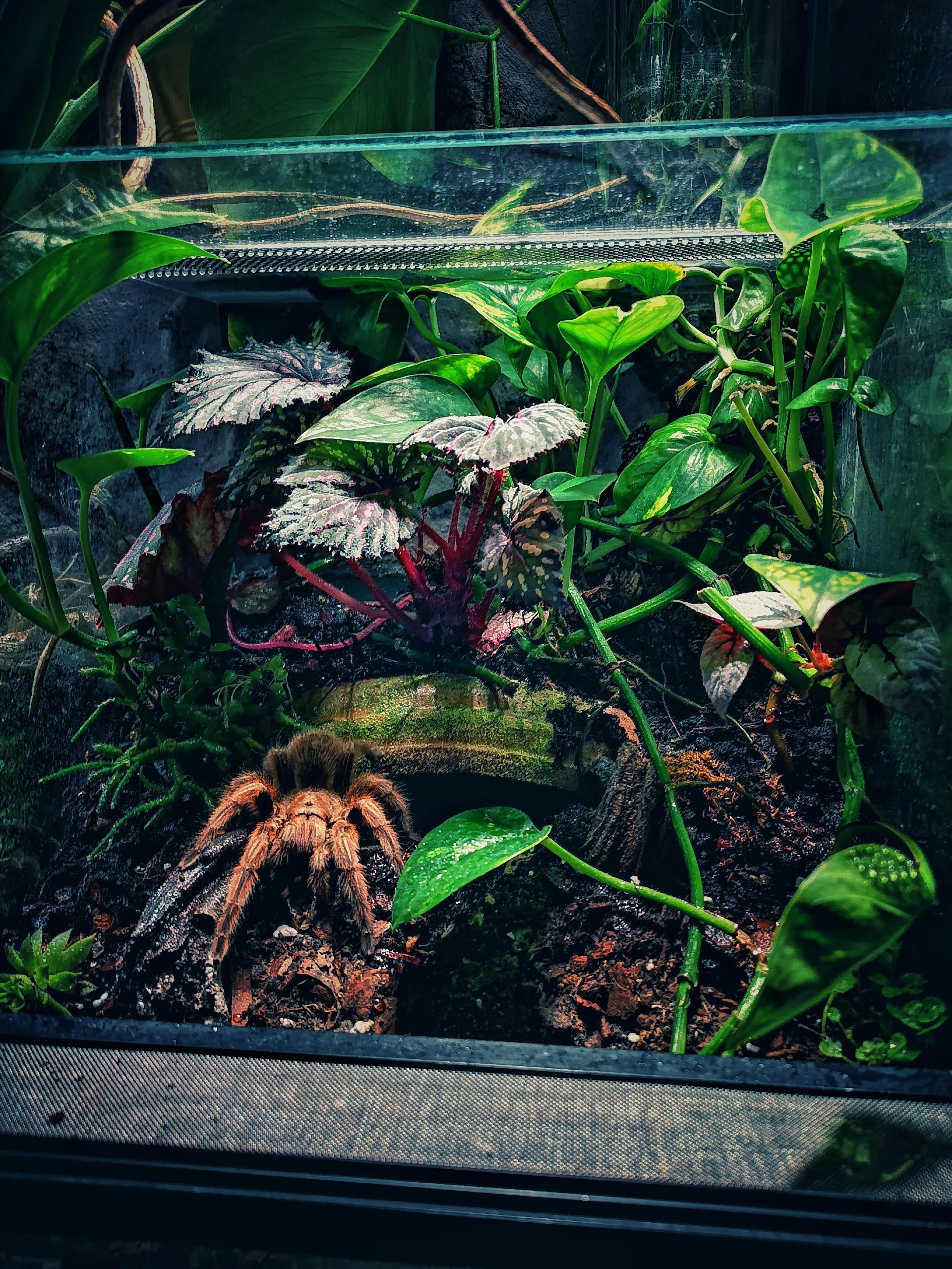 18985 rose hair tarantula molting