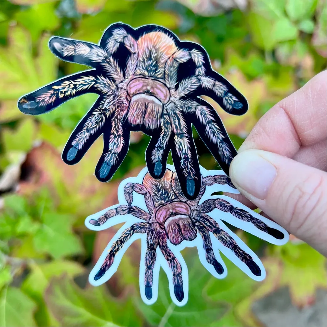 /img/18985-rose-hair-tarantula-substrate.webp