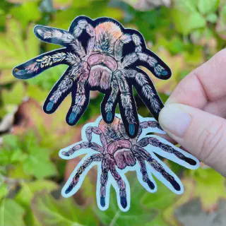 /img/18985-rose-hair-tarantula-substrate.webp