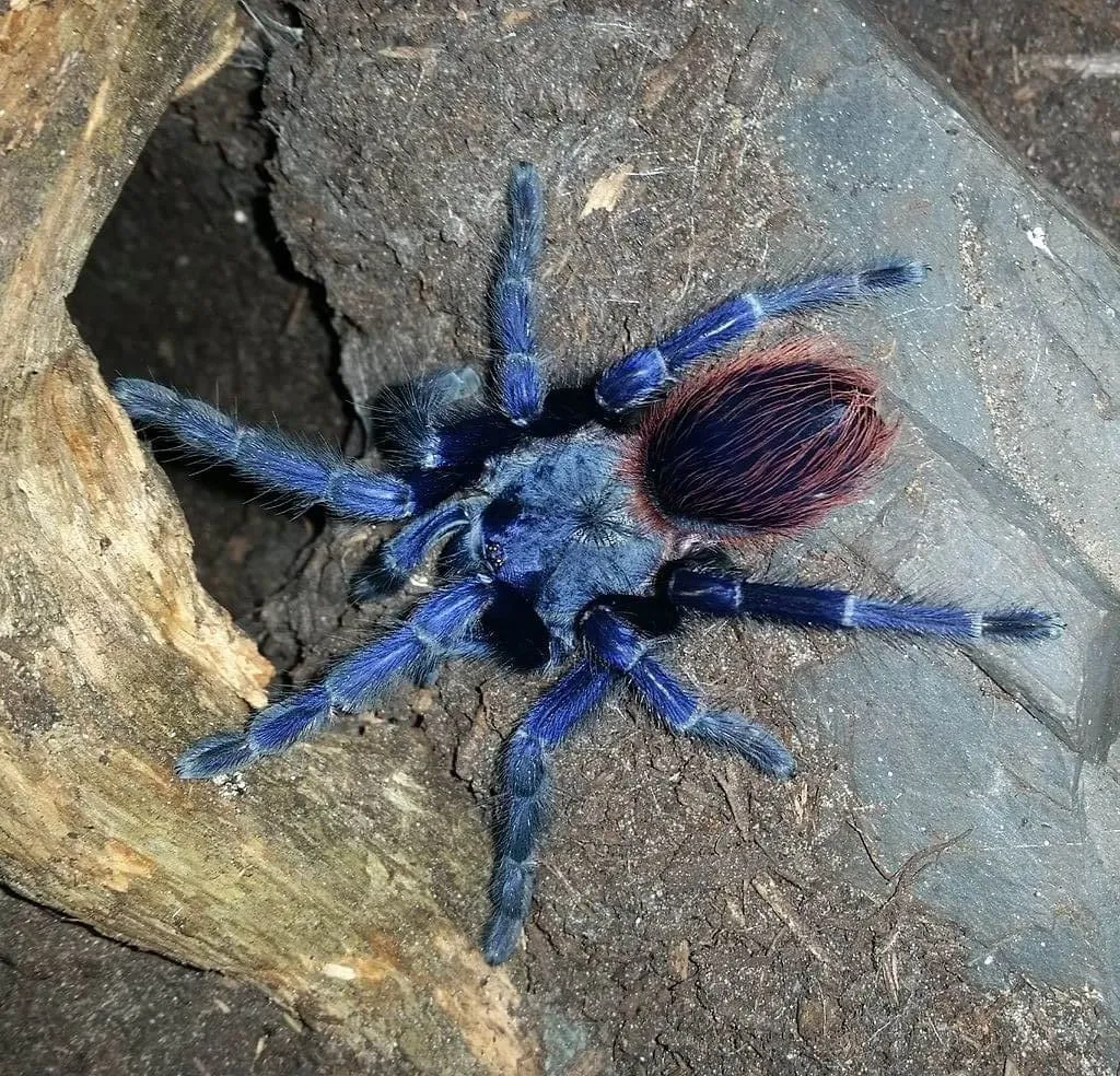 18987 brazilian blue tarantula feeding