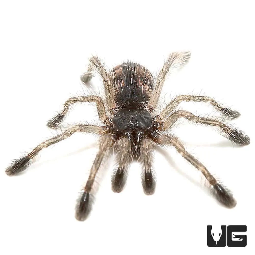 18987 brazilian blue tarantula habitat
