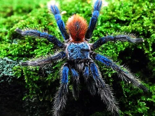 18987 brazilian blue tarantula handling