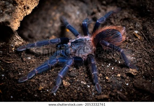 18987 brazilian blue tarantula molting