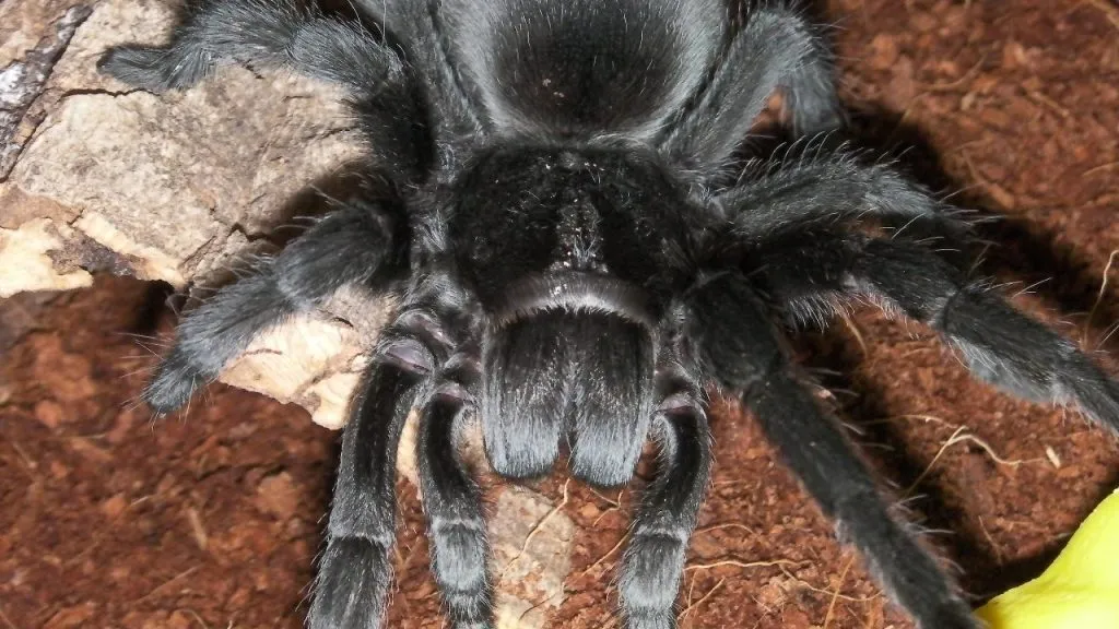 /img/18987-brazilian-blue-tarantula-spiderling.webp