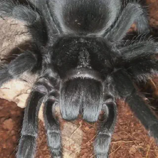 /img/18987-brazilian-blue-tarantula-spiderling.webp