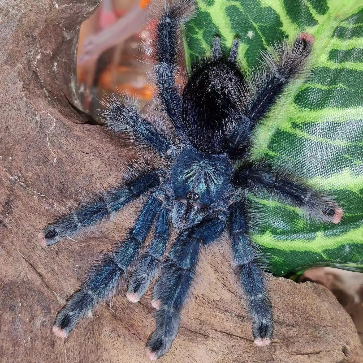 18987 brazilian blue tarantula substrate