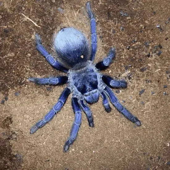 18987 brazilian blue tarantula water dish