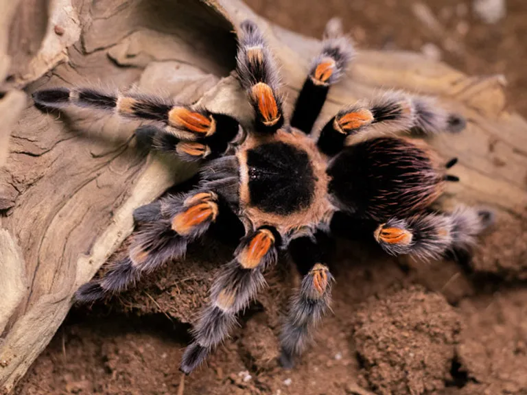 /img/18988-tarantula-uk-conservation.webp