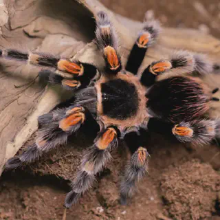 /img/18988-tarantula-uk-conservation.webp