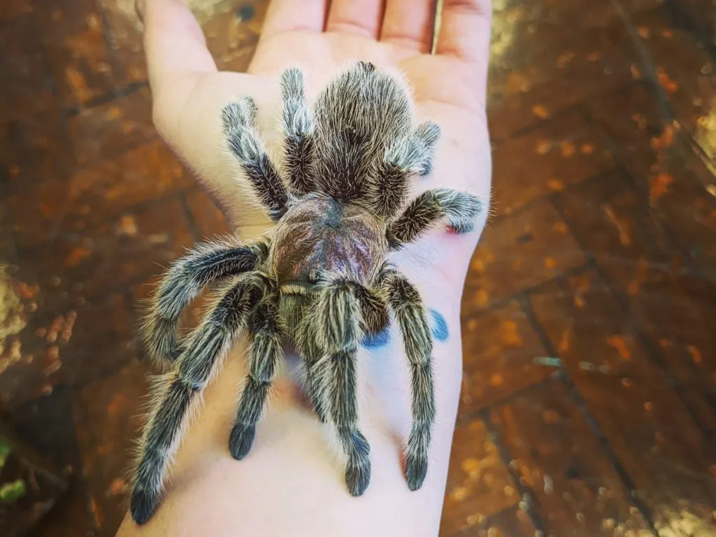 18988 tarantula uk feeding
