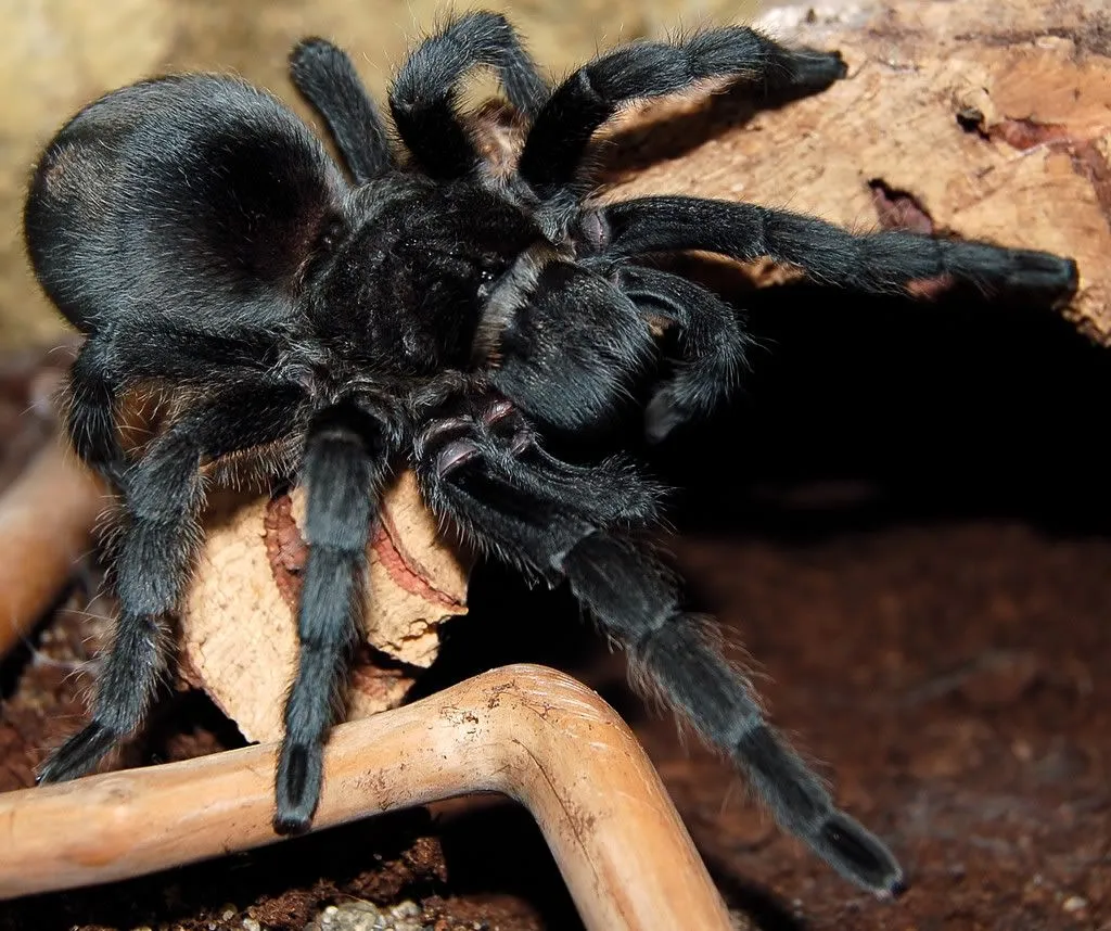 18988 tarantula uk habitat