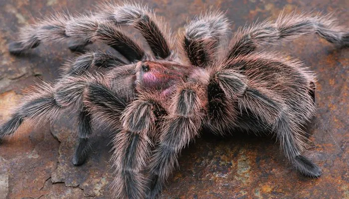 18988 tarantula uk lifespan