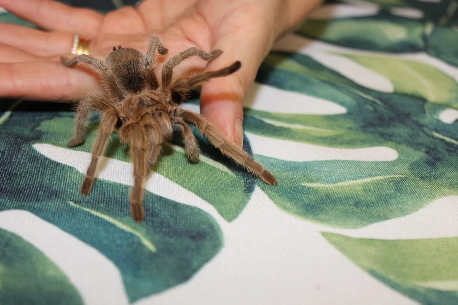 18988 tarantula uk size