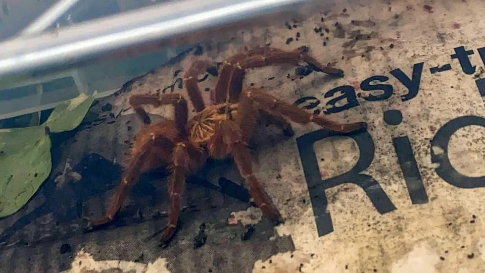 18988 tarantula uk species
