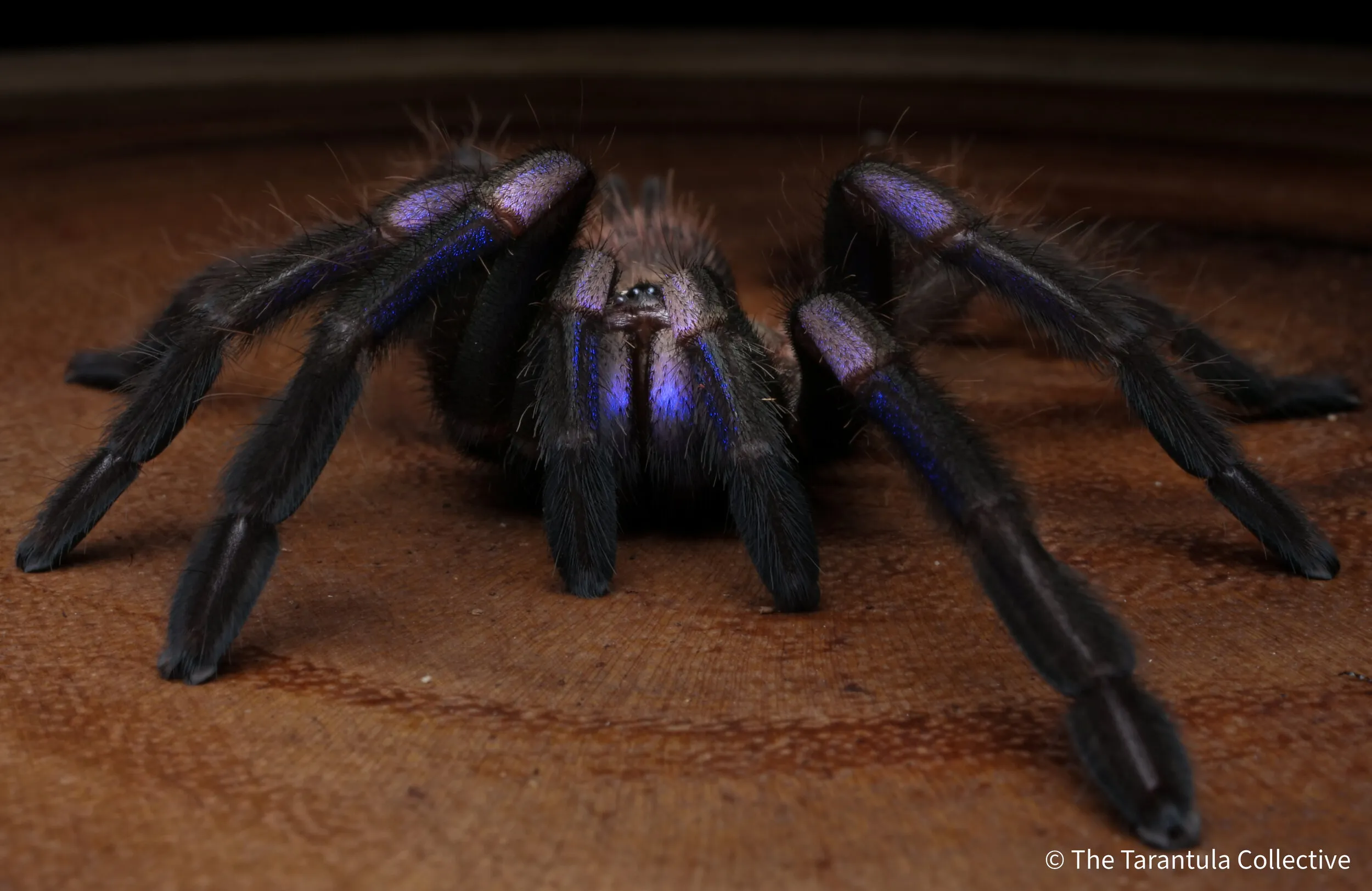 18990 rare tarantulas